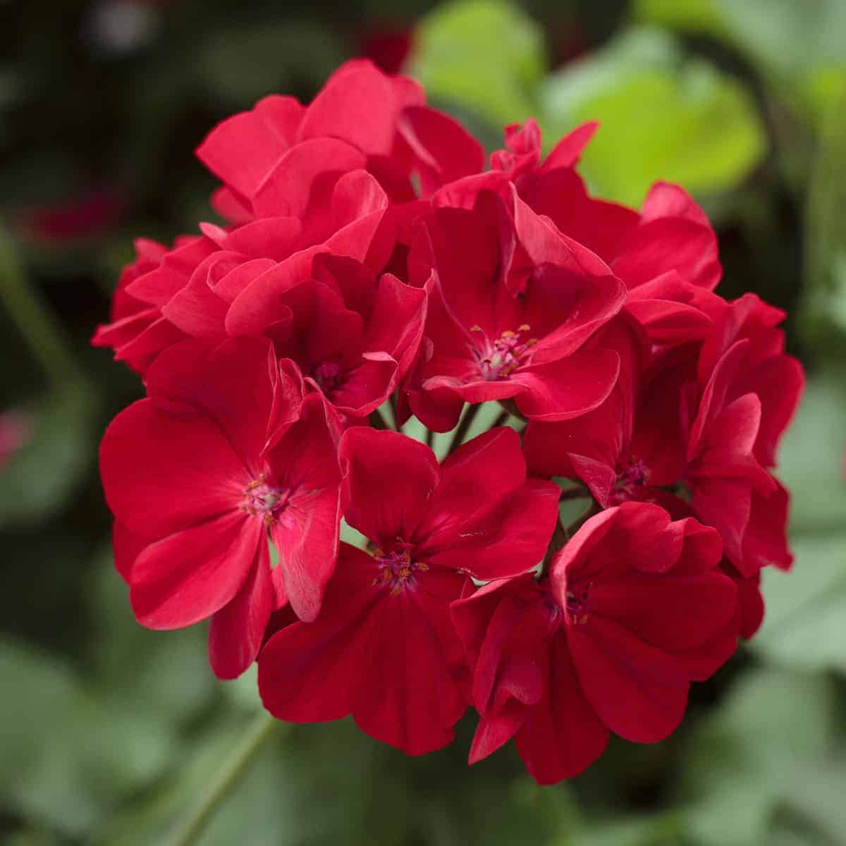 Geranium