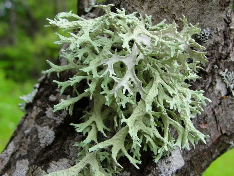 Oakmoss