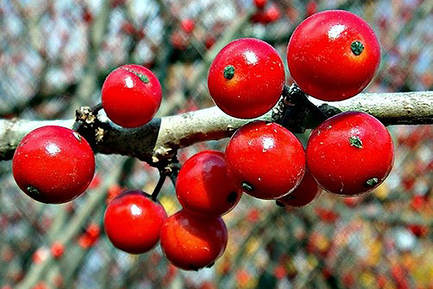 Red berries