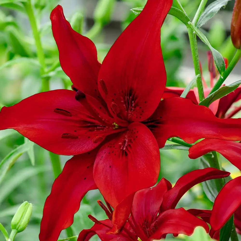 Red lily