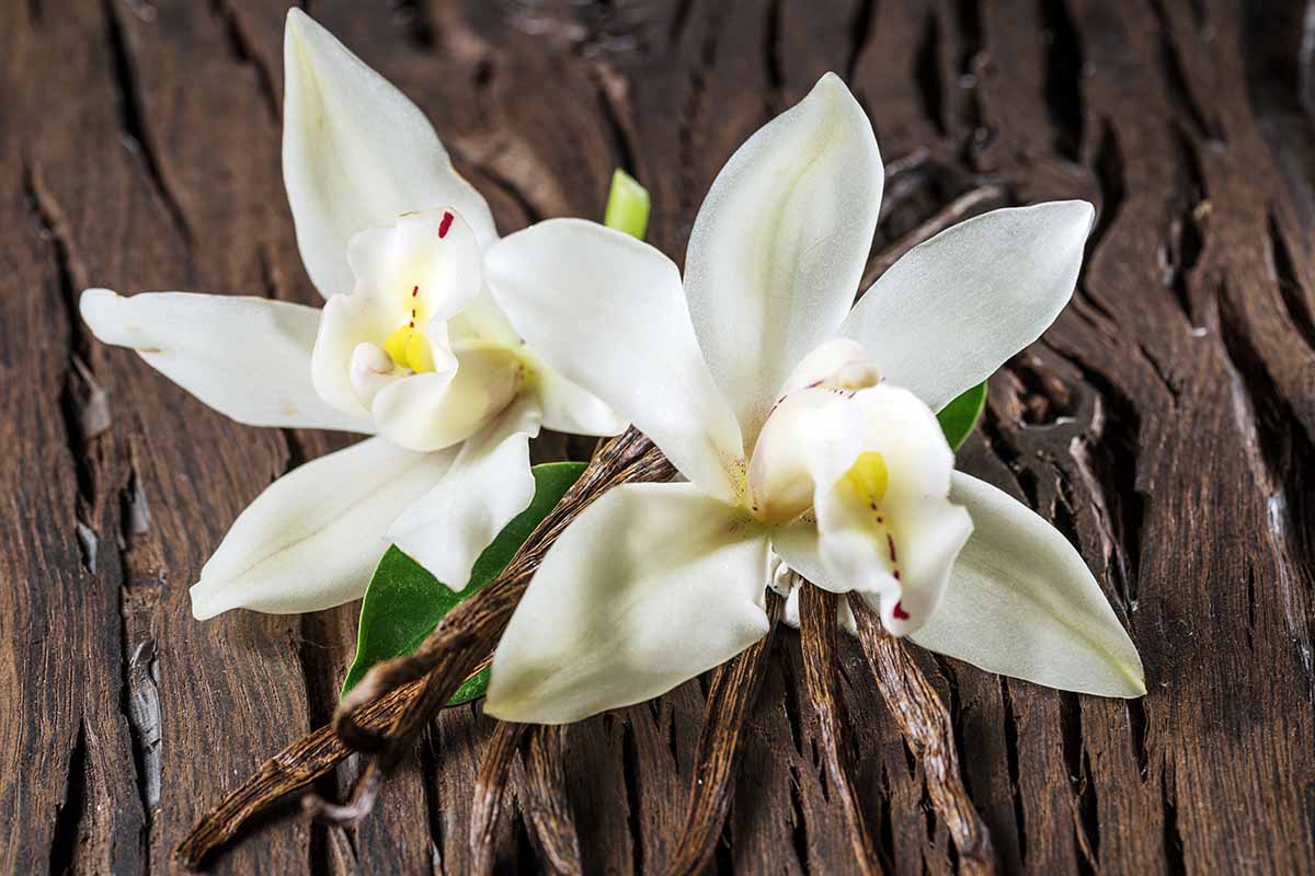 Vanilla