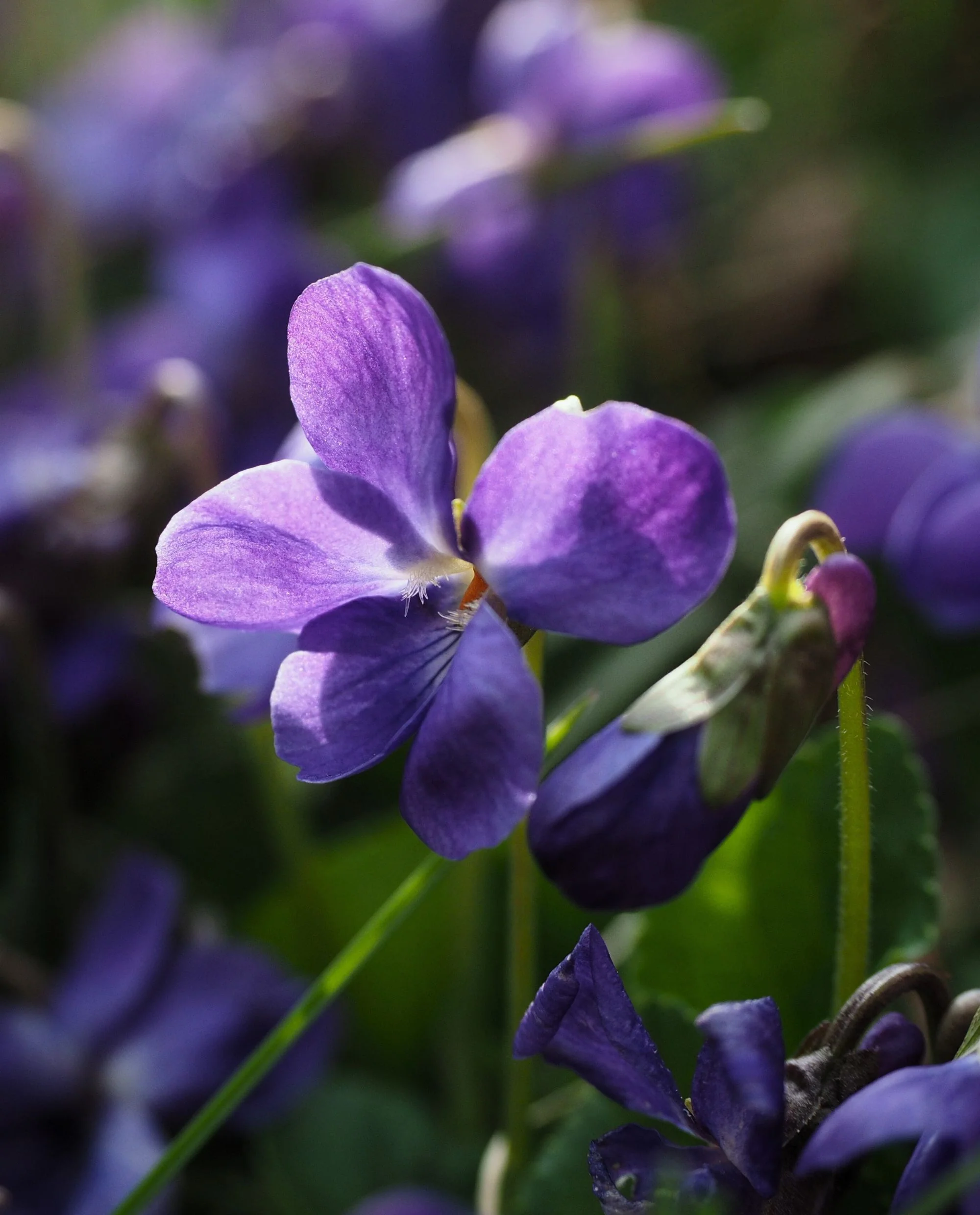 Violet leaf