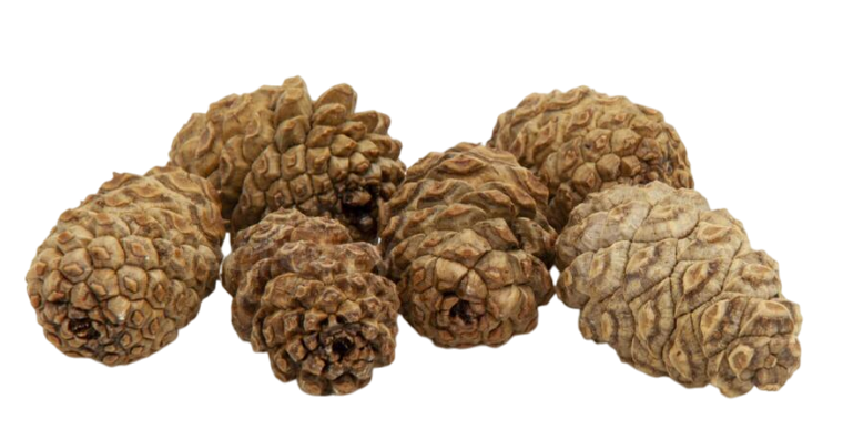 Cedar