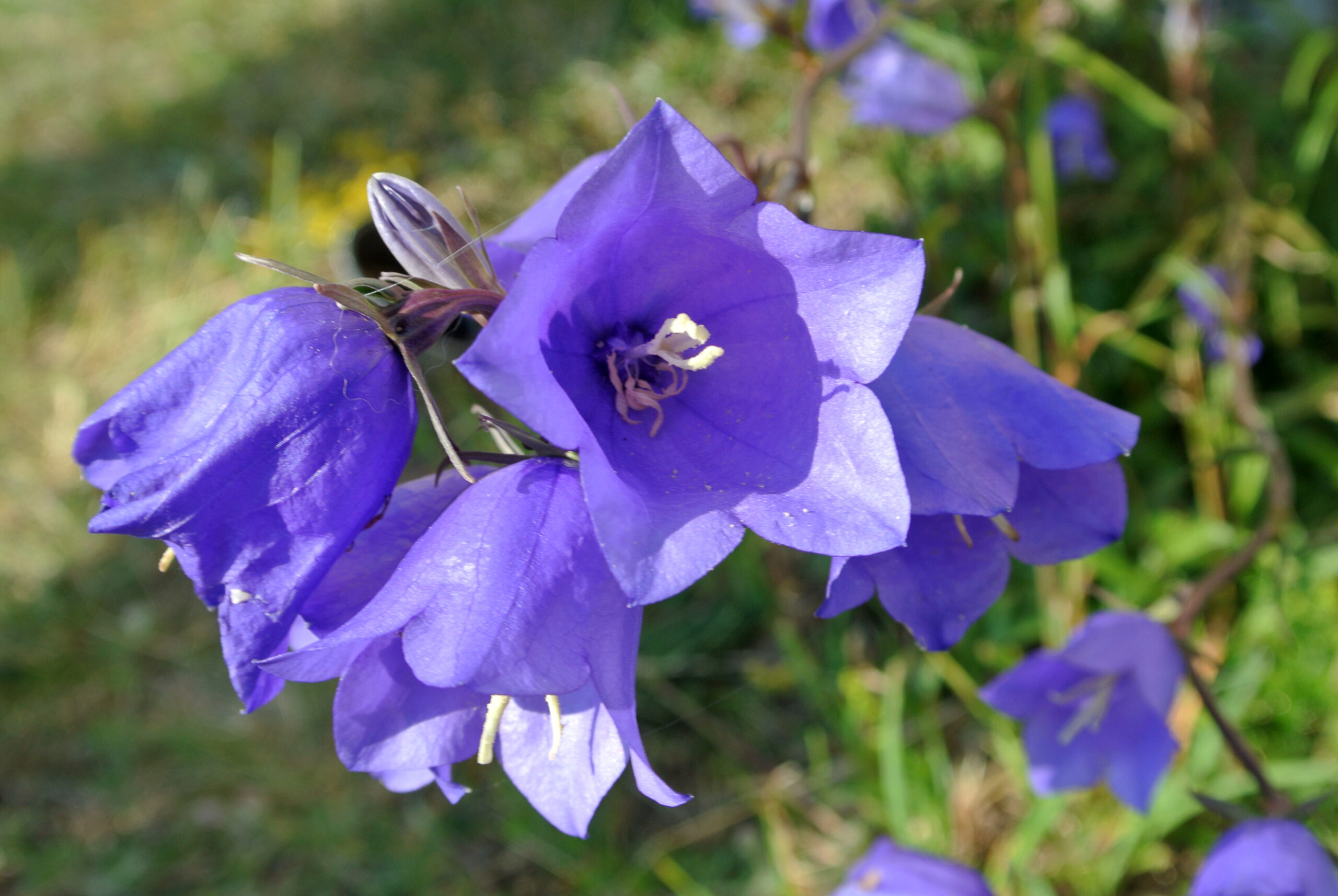 Bellflower