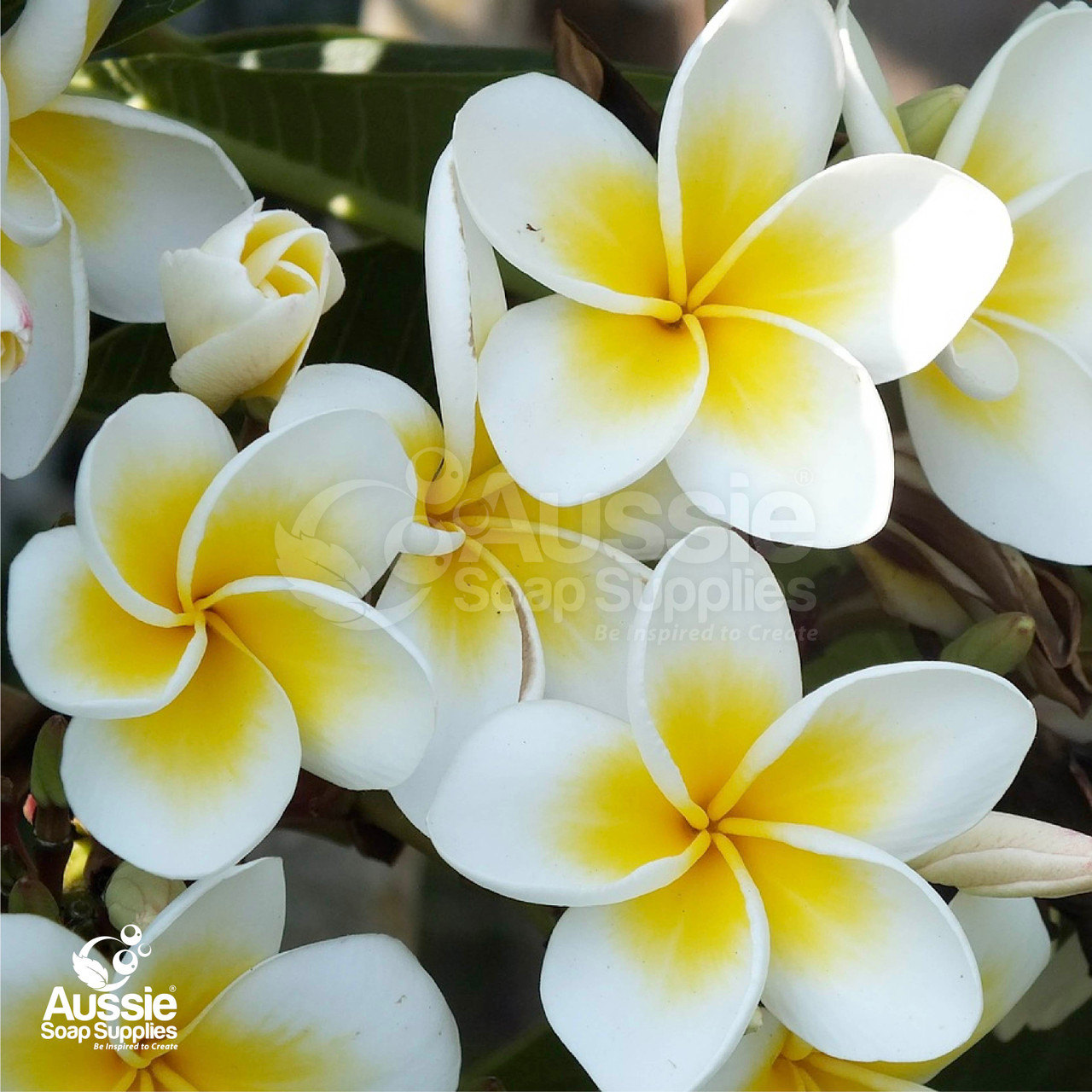 Frangipani