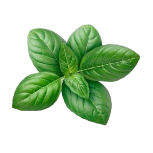 Basil